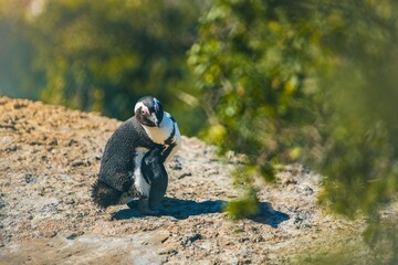 Single penguin perched on the ground, its head resting in its wings