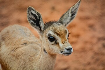 Adorable young fawn standing in a grassy meadow, looking off with a peaceful expression