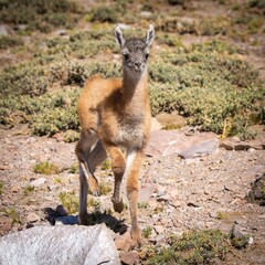 Naklejka na ściany i meble Guanaco, a wild camelid native to South America, is pictured walking leisurely