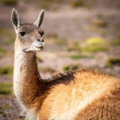 Obraz premium Shot of a Guanaco, a species of South American camelid