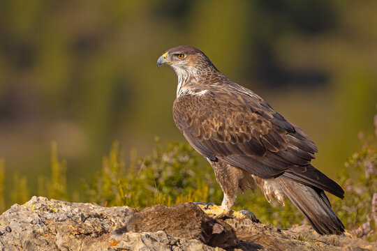 Orzeł południowy (Aquila fasciata)
