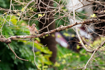 A beautiful brown pigeon , laughing dove