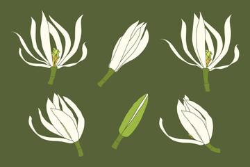 White champaca, Magnolia alba, shape vector, green and white