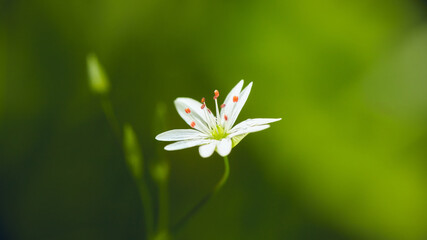 a small white, fragile flower on a dark green background with an empty space for text