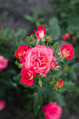 Pink rose flower in the garden in summer