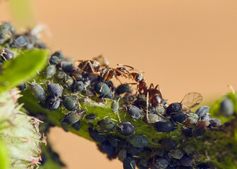 Field ant, Formica species, tending aphids. Ants protect aphids and consume honeydew that the...