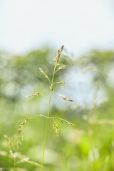 green spikelet on a grass background in sunlight, macro photo