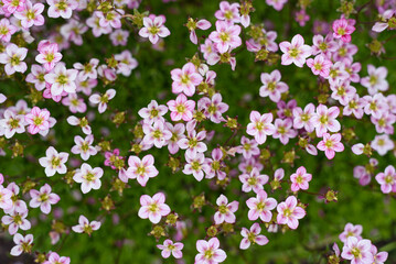 Pale pink saxifrage flowers bloom in spring