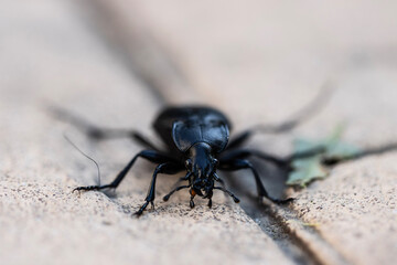 Carabus coriaceus, known as the Leather Beetle, that captivates with its striking appearance and intriguing characteristics. This remarkable beetle possesses a robust and glossy exoskeleton.