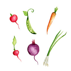 Clipart. Hand drawn beets, radishes, onions, carrots, peas isolated on white background. Watercolor illustration. Poster, postcard, vegetables.