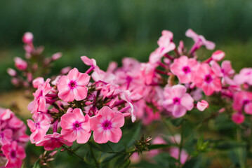 Pink flowers of paniculata phlox Olenka in the garden in summer - obrazy, fototapety, plakaty