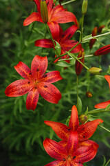 Red lily flowers in the summer garden