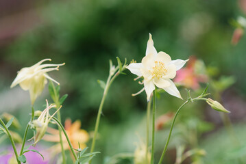 Delicate white flowers of aquilegia in summer