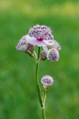 Delicate pink astrantia flowers in summer in the garden
