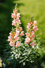 Pale pink Antirrhinum flowers grow in the garden in summer