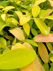 Yellow leaves background