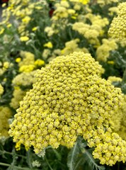 yellow yarrow flower