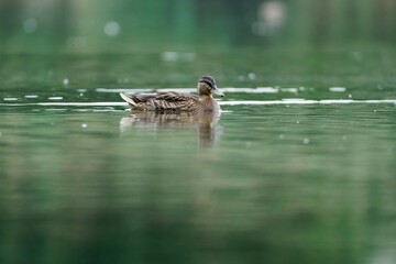 Beautifuly looking female mallard swimming at the pond.