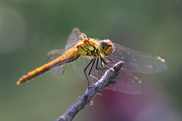 libellule