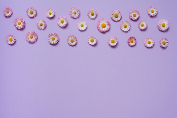 Flowers border composition of chamomile, petals