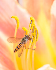 Marmalade hoverfly - Episyrphus balteatus with Hemerocallis