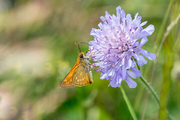 Large skipper Butterfly - Ochlodes sylvanus - on field scabious - Knautia arvensis
