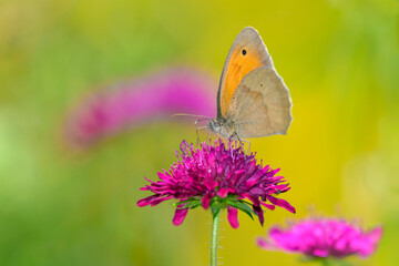 Maniola jurtina - Meadow Brown butterfly on field scabious - Knautia arvensis