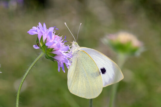 Large White Butterfly - Pieris brassicae - on field scabious - Knautia arvensis