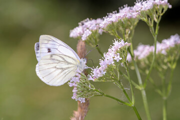 Green-veined white Butterfly - Pieris napi on Achillea millefolium