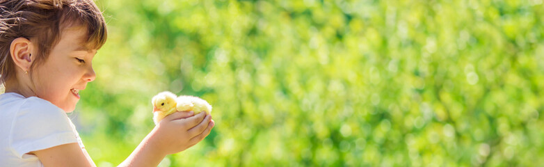 The child holds a chicken in his hands. The girl and the bird. Selective focus. © yanadjan