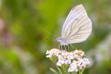 Green-veined white Butterfly - Pieris napi on Achillea millefolium