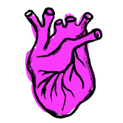 Hand drawn illustration of purple magenta heart. Medical medicine drawing sketch, anatomy organ body, isolated biology concept, science scientific art, isolated on white black ink lines.