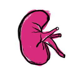 Hand drawn illustration of red magenta kidney. Medical medicine drawing sketch, anatomy organ body, isolated biology concept, science scientific art, isolated on white.