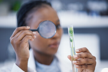 Magnifying glass, black woman or scientist with plants in test tube for analysis, research or leaf...