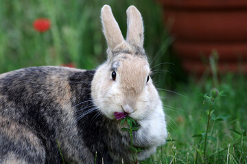   Ein braunes Kaninchen sitzt auf dem Rasen und frisst die Blüte vom Rotklee