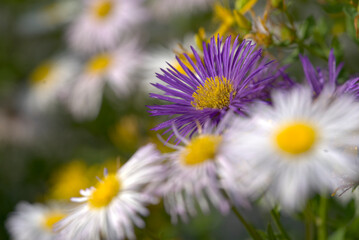 flower in the garden
