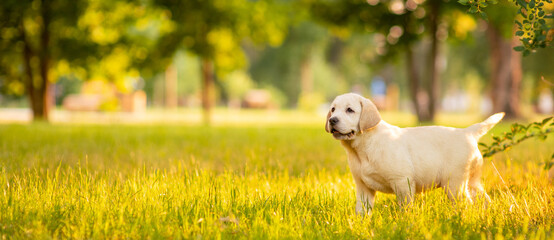 A golden-colored Labrador puppy on a walk in a summer park. Horizontally stretched banner image