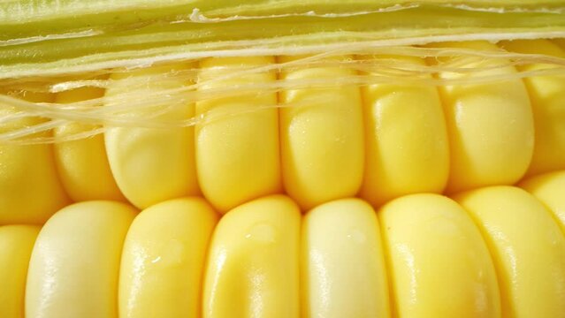 A macro video showcases the intricate details of sweetcorn using a probe lens. The golden kernels glisten, revealing their luscious texture and captivating symmetry. Sweetcorn Background
