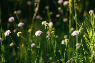 Fototapeta premium forest flowers under sunlight. bokeh