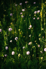 Fototapeta premium forest flowers under sunlight. bokeh