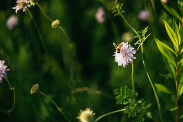 forest flowers under sunlight. bokeh