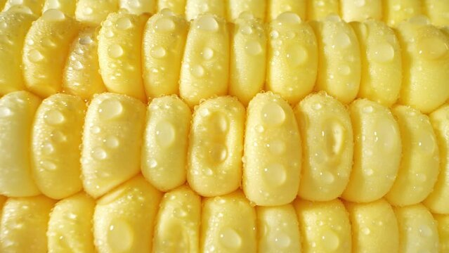 Macro video captures the beauty of sweetcorn, glistening with droplets of water. The intricate details and vibrant colors come alive, offering a tantalizing visual treat. Sweetcorn background
