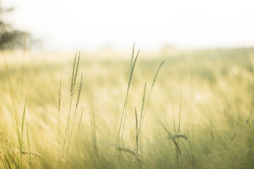 wheat field on a sunny day
agro