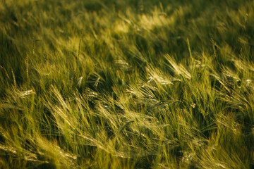 wheat field on a sunny day
agro