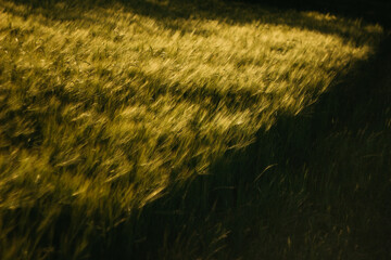wheat field on a sunny day
agro