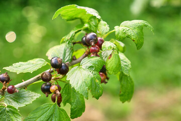 A branch of a smorpodina bush with ripening berries. Gardening and cultivation of currants.