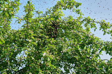 Fototapeta na wymiar A bee swarm flies out of the hive and concentrates in a ball on an apple tree. The concept of beekeeping and honey production.