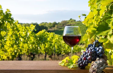 Abwaschbare Fototapete Weinberg Verre de vin rouge et grappe de raisin au milieu d'un vignoble en France.