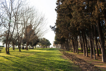 The Magic of the Forest, Peaceful Forest Landscape Illuminated by Soft Sunlight Among Green Leaves