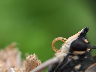 close up of a moth